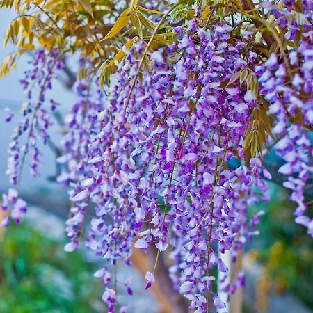 Erceg Apartman Trogir