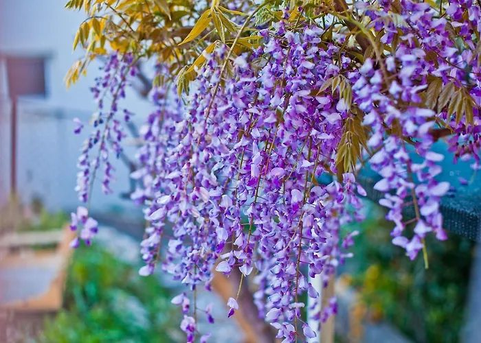 Erceg Apartment Trogir